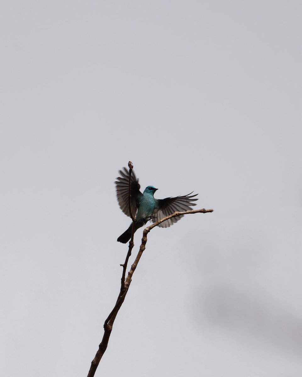 NatureattheBest's tweet photo. Verditer Flycatcher, nature’s own sky blue masterpiece. 
💙 🐦
Have you ever spotted one ?

#birdwatching #verditer #flycatcher #wildlife #birdlovers #NatureBeauty #NatureBeauty #photograghy #NatureLovers #Trending #BirdsOfTwitter #BIRDSTORY #BirdsSeenIn2025 https://t.co/4J95gtTdtA