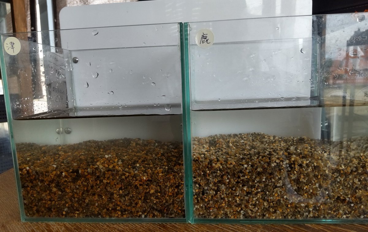 【スイ•ソーヤ様】【旧】津軽プレミアム スイ•ソーヤ様】【旧】津軽プレミアム シンセー 津軽プレミアム 1．5kg