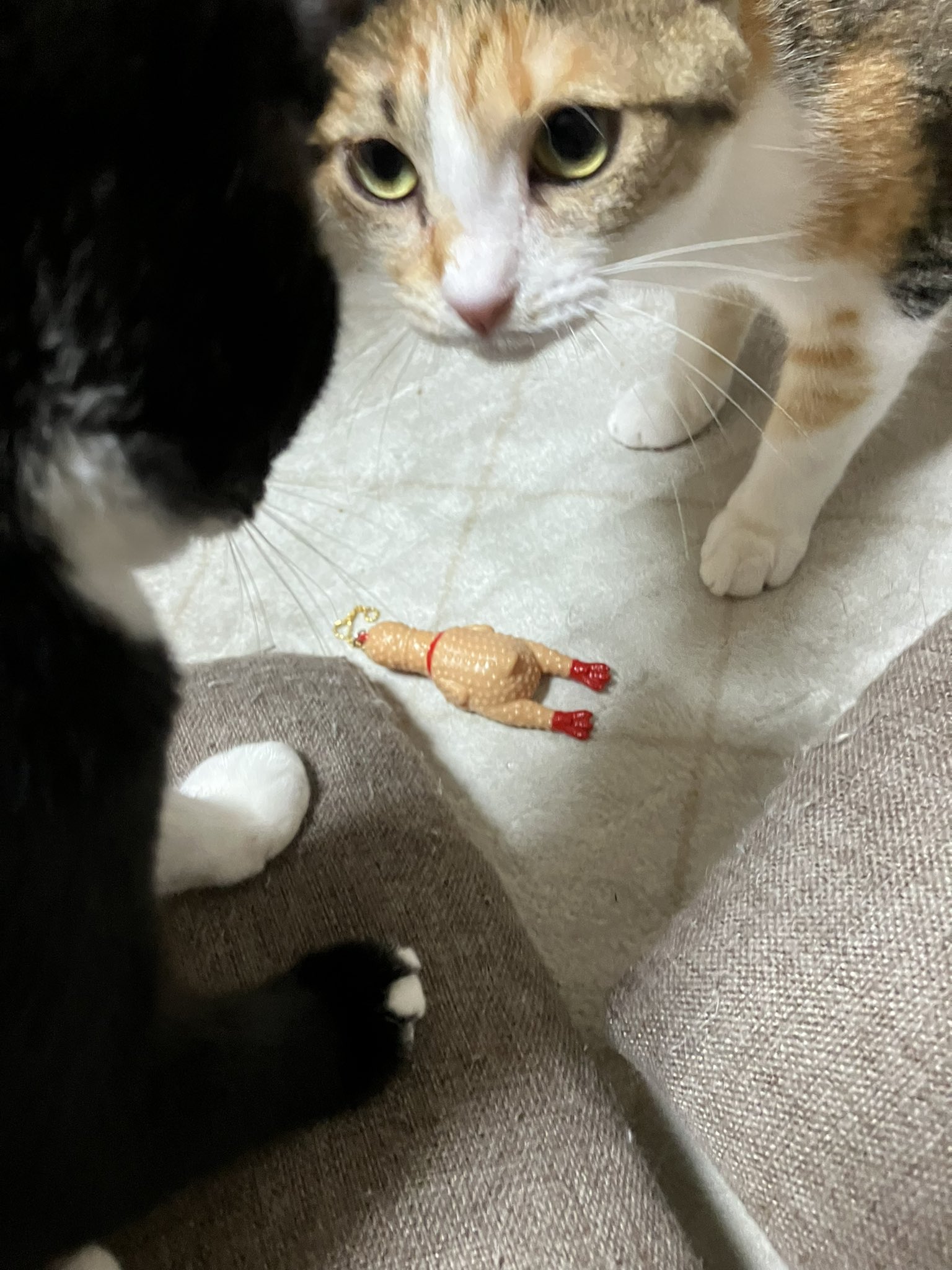 とら🐈‍⬛まる🐈ひな🐈もも🐈‍⬛ (@TORA_MARU_HINA) / X