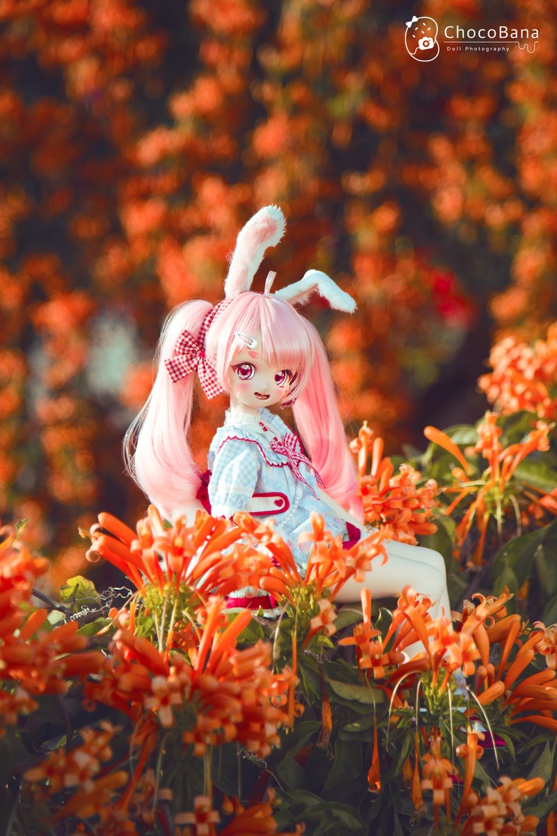 chocobanadd's tweet image. 今日はハマちゃんの誕生日です。もう7歳になったなんて、本当に驚きです!
つまり、私がドール遊びを始めてからもう7年ということですね〜。時間が経つのは本当に早いです😆
#ChocoBanaっ子