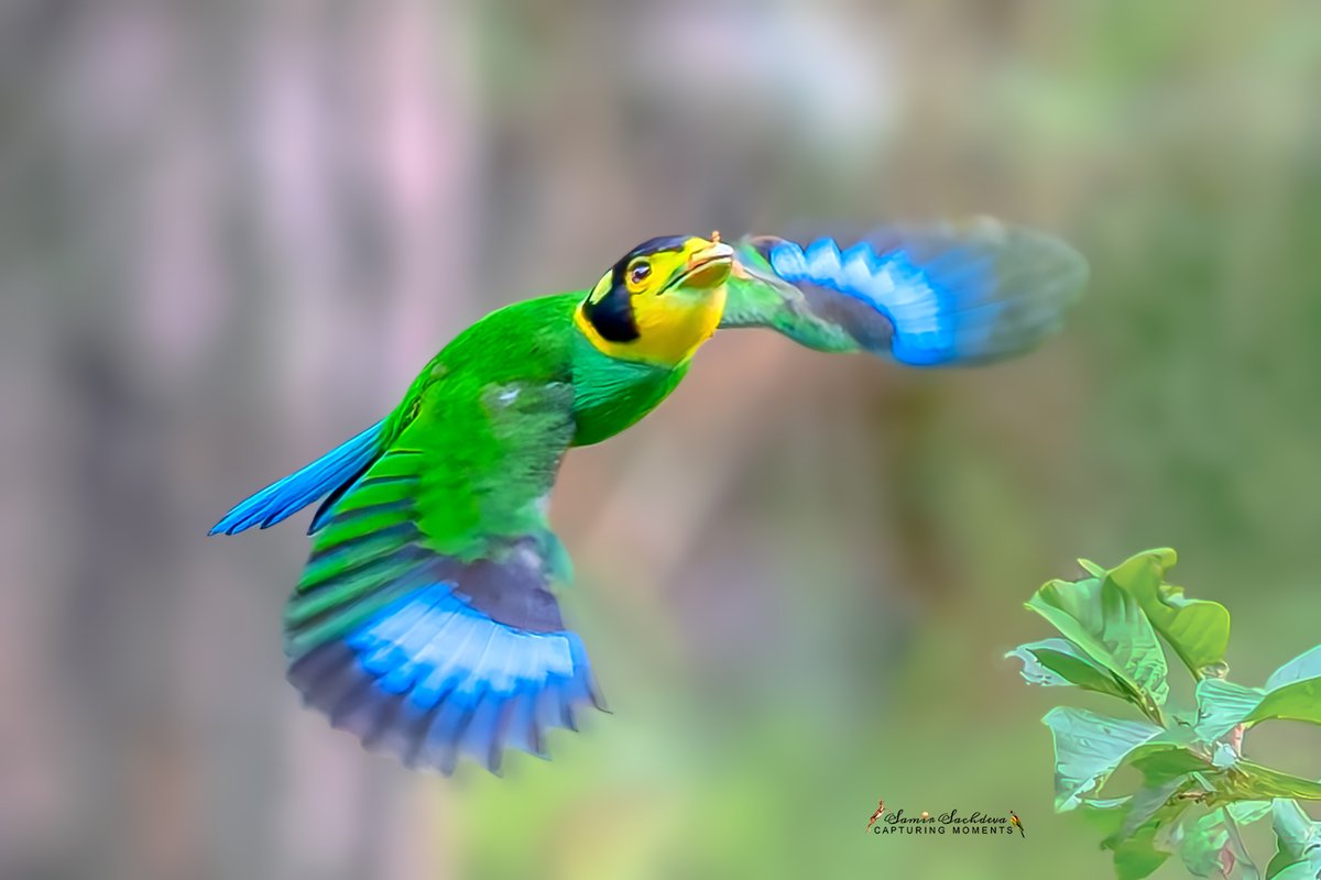 #LongTailedBoradbill
#BirdPhotography #Wildlife #naturevibes #BirdTwitter #BirdsOfTwitter #Twitterbirds #BBCWildlifePOTD #IndiAves #ThePhotoHour #BirdsSeenIn2025 #twitterbirds #birdsinflight #SkyDancers 
#WingsUnfolded #FlightCaptured #SoaringBeauty
#AirborneElegance #BirdsAtWork