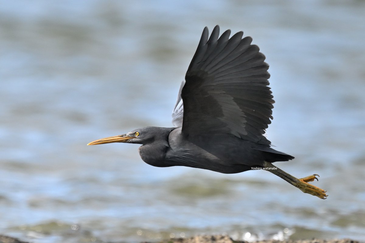 腋羽を観せてくれました！Showed me the armpit(時計回り)アオアシシギ,クロサギ,ハイイロガン,ソリハシセイタカシギ.(Clockwise)Common Greenshank,Pacific Reef Heron,Greylag Goose,Pied Avocet.#birdphotography #wildlifephotography #NaturePhotography #birds #wildlife #nature #野鳥 #珍鳥