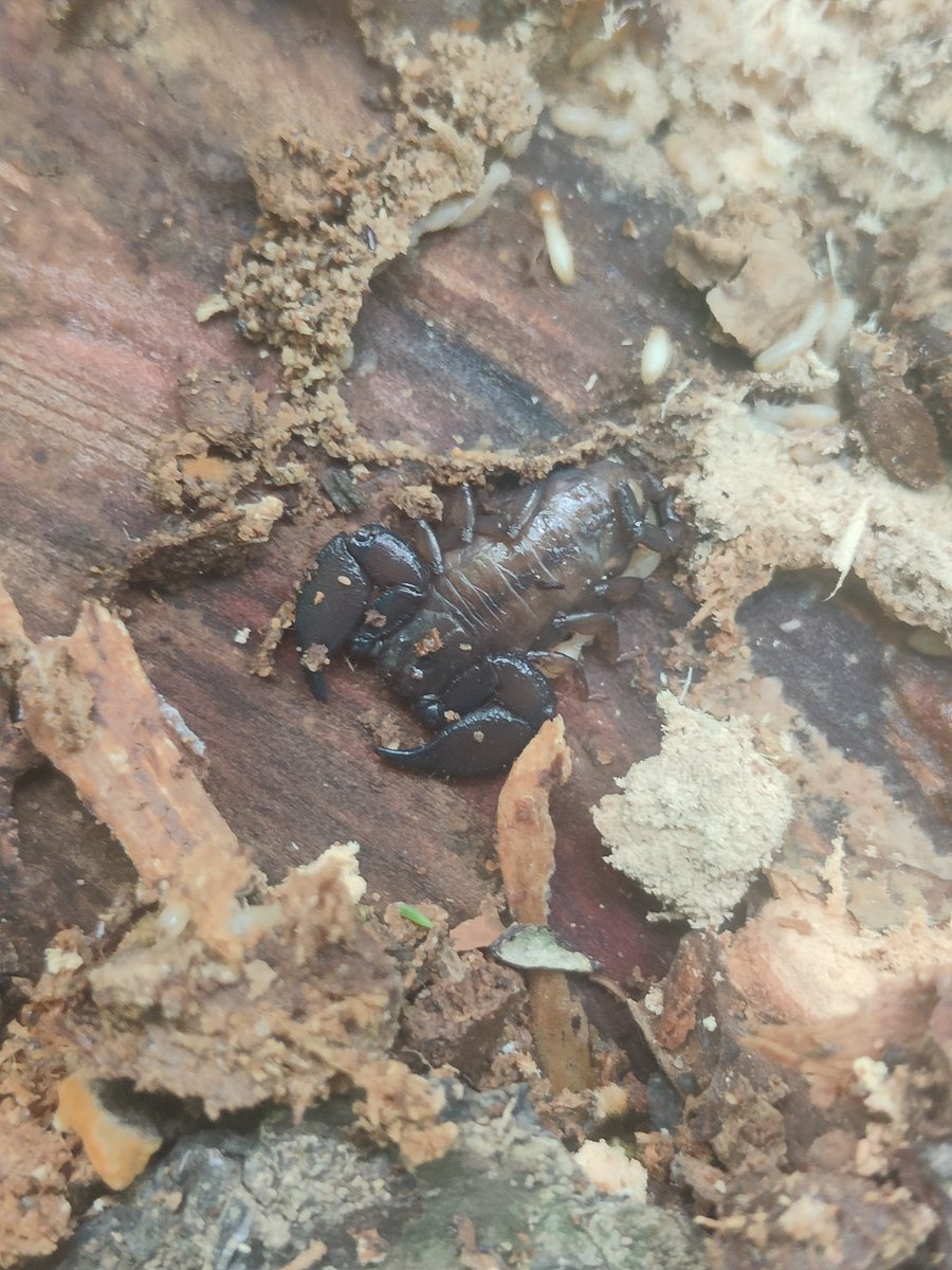 ヤエヤマサソリ
3cmくらいで小さくてかわいいけどちゃんとサソリの形。虫草が出たら格好いいのに。