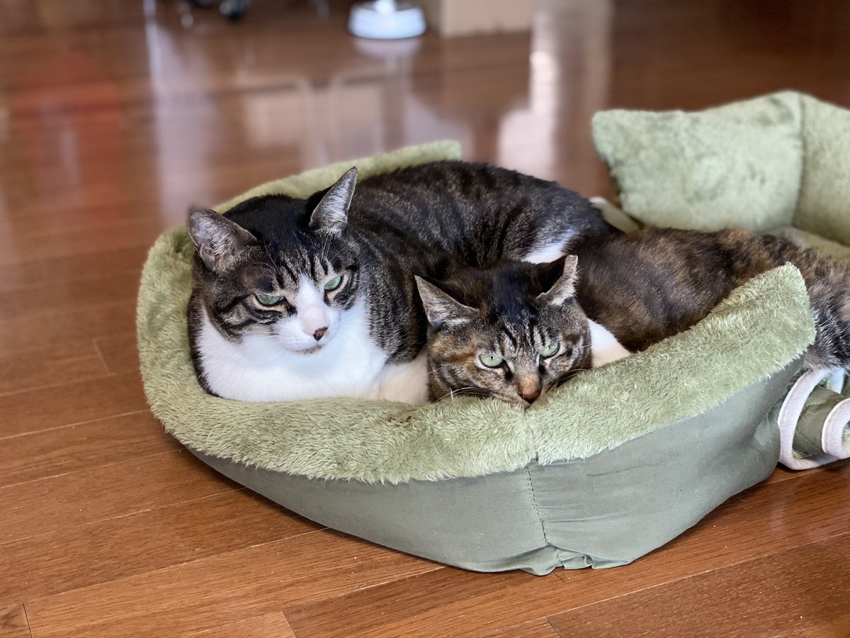 율이는 잘 보내줬습니다. 마지막 숨을 토해내는 순간까지 통증은 없었고 떠나는 아이들이 겪는 경련도ㅠ없었어요. 제가 도착하고 한시간 후 애기 엄마가 도착할때까지 버티다 엄마보고 이십분동안 마지막 인사하고 떠났어요. 장례식장에서도 처음 우리집에 올때마냥 장난꾸러기 표정으로 갔어요.