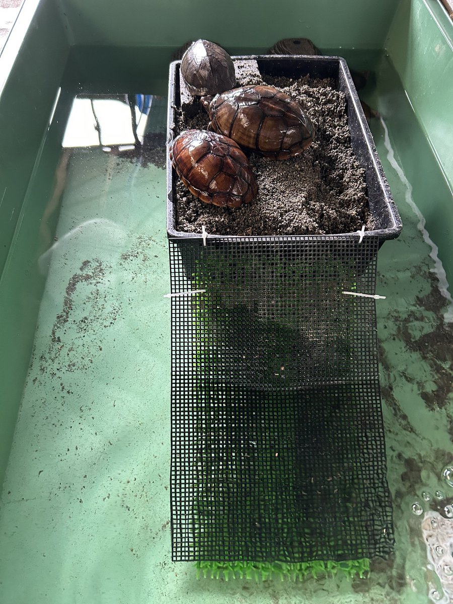 ぶりくら路面店さんにハナナガドロガメのオスを譲っていただいたので、水槽から新しいエリアに引越し。メスは全て我が家で生まれた個体です。また繁殖を目指していきます！