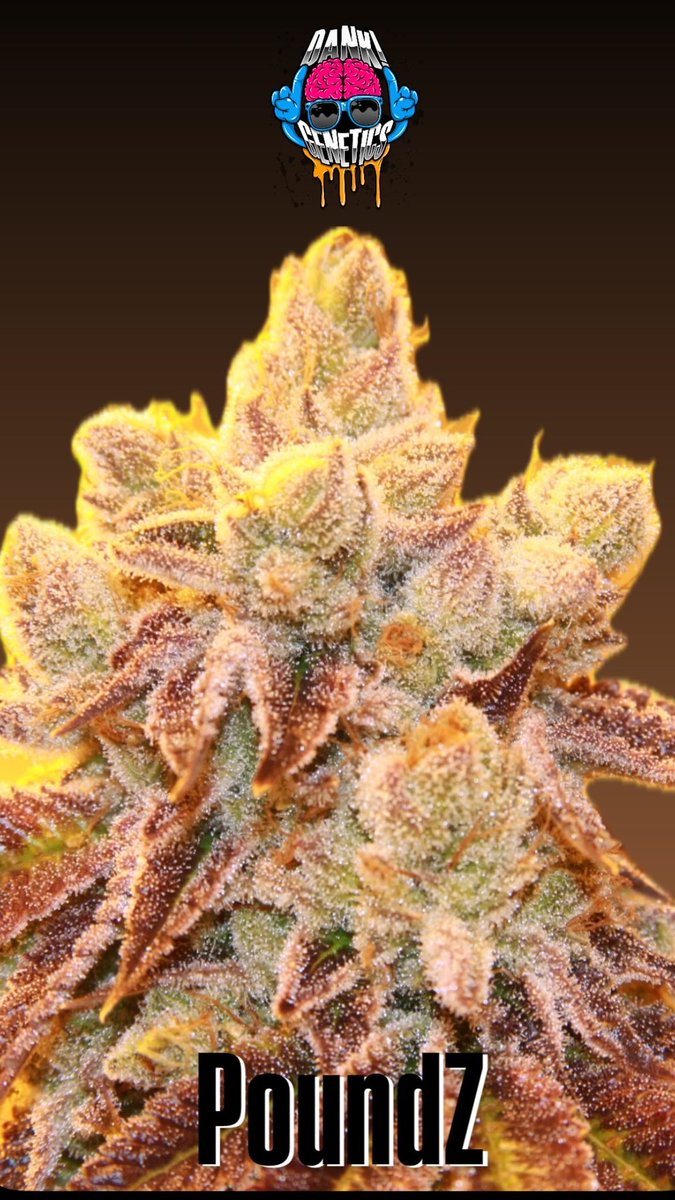 DankGenetics tweet media