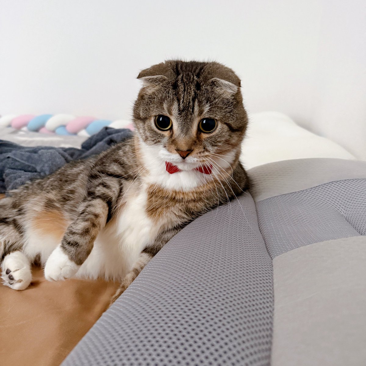 何かに気づいてしまった猫