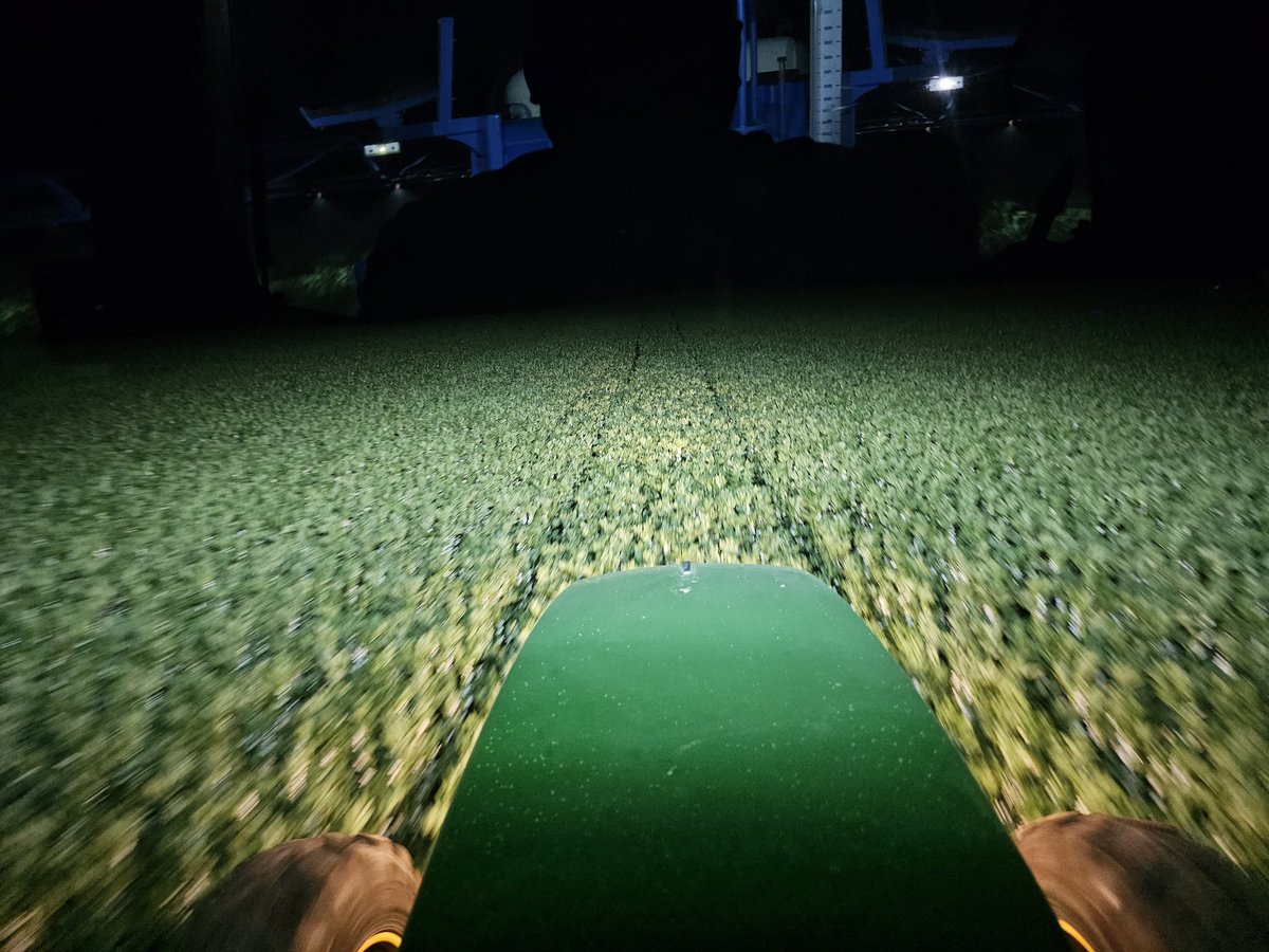 Nie koncząca się historia. Poniżej w wpisie,  prawidłowo prowadzony łan. Tu łan, który został podanny na tacy jako śniadanie, obiad, kolacje żurawiom. Zdjęcie z wczoraj. 2 zdjęcie to te samo pole, ale gdzie stołowki nie było.