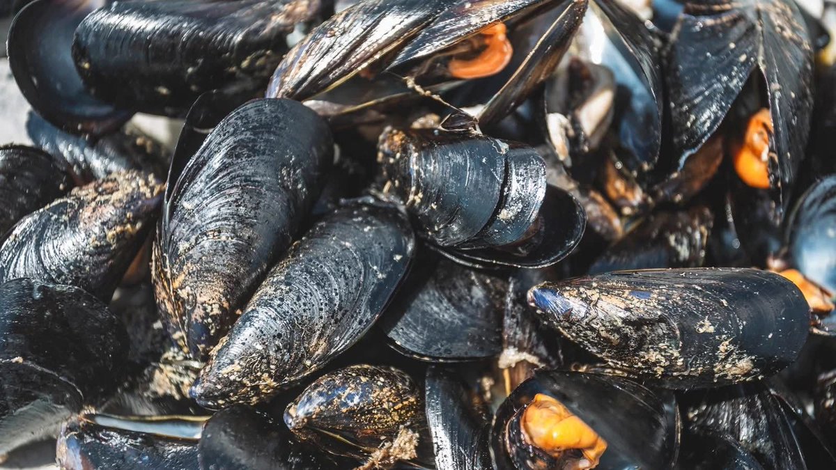 🎉 Avui vine al #6campionatdemorrainfantil al Matadero!
⚓ Tradició i complicitat amb els petits de 9 a 14 anys que fan viure la morra!
🎶 A més... Vermut, musclos, arròs, fideus i música per celebrar-ho!
🦪 El molusc en el seu millor moment… 
<a href="/ajlarapita/">Ajuntament de la Ràpita</a> #terresdelebre #morra