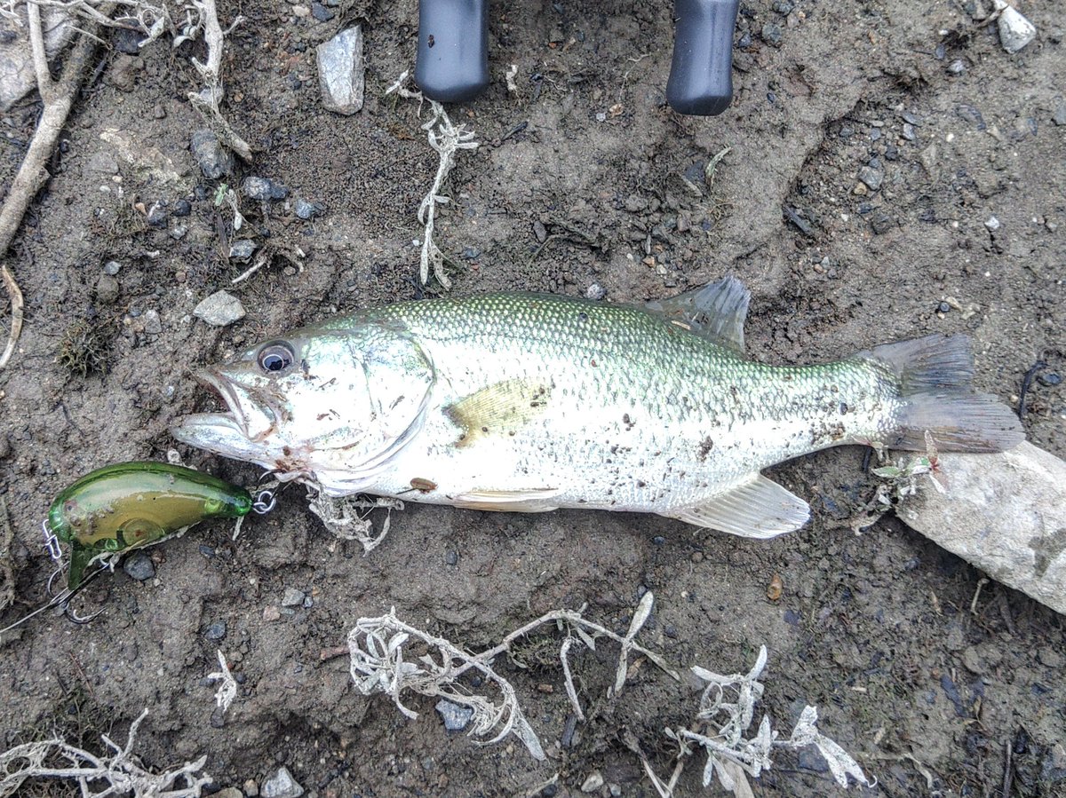 fisherking2000w's tweet image. 一庫ダムにバス釣り
相変わらず釣れない一庫ダム💧
何を投げても反応がなかったがウェイクベイトに出た!23cmのバスとナマズでしたが😅
結構な確率で魚を寄せてくれるバンディットルアーズのフットルース。カラーは自分でウォーターメロンぽい色に塗り替えてます。