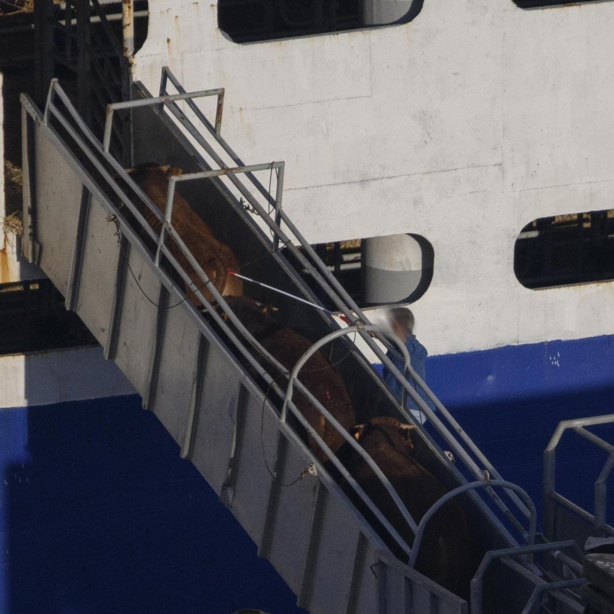 #StopTheTrucks 🚚
Today is Ban Live Exports Awareness Day. Over 1 billion animals face long, brutal journeys - many die before arrival. . Help end this suffering. Sign the petition 👉  brnw.ch/21wTovg #BanLiveExports 🐮💔