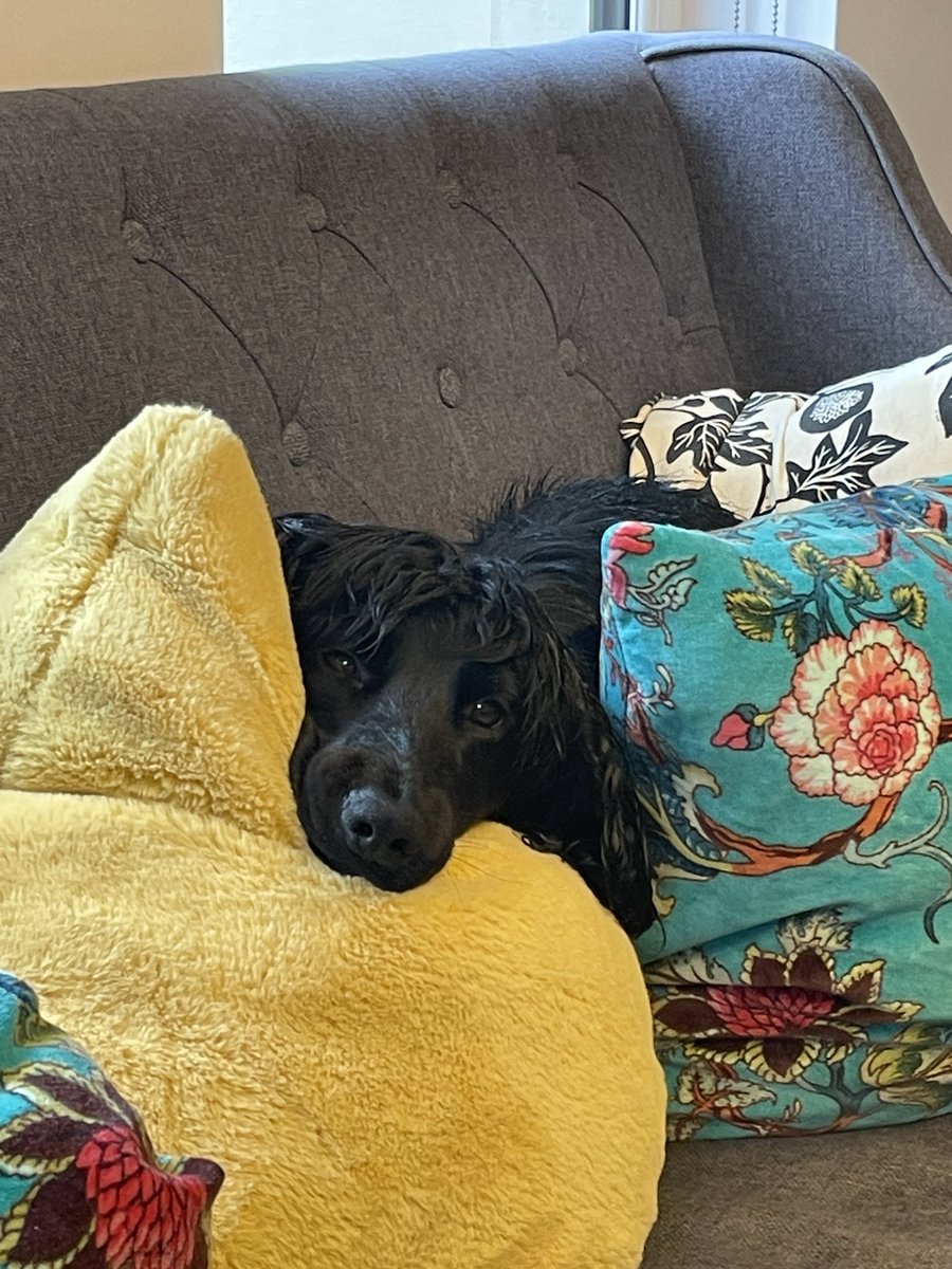 KevinFXL's tweet image. Coa is practicing his hiding skills so he can sneak up on pheasants when he grows up. He needs further work on his camouflage technique I think.