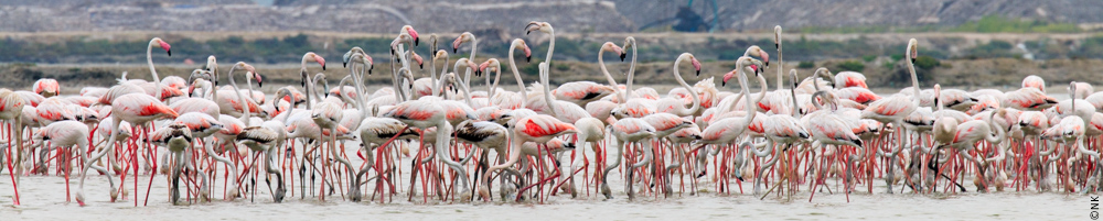 EmDeeS11's tweet photo. We must ensure that our transition to renewable energy doesn't come at the cost of irreplaceable biodiversity. - H. Withanage, CEJ
#Mannar island is a critical entry point for 1+mn migratory birds from 30 countries.
Turbine blades & high tension power lines are bird deathtraps. https://t.co/YQQfw0euc8