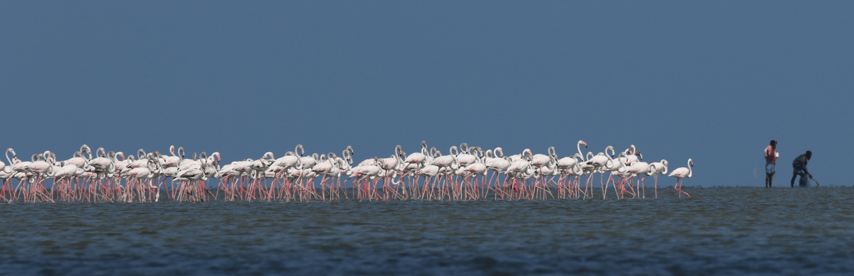 EmDeeS11's tweet photo. We must ensure that our transition to renewable energy doesn't come at the cost of irreplaceable biodiversity. - H. Withanage, CEJ
#Mannar island is a critical entry point for 1+mn migratory birds from 30 countries.
Turbine blades & high tension power lines are bird deathtraps. https://t.co/YQQfw0euc8