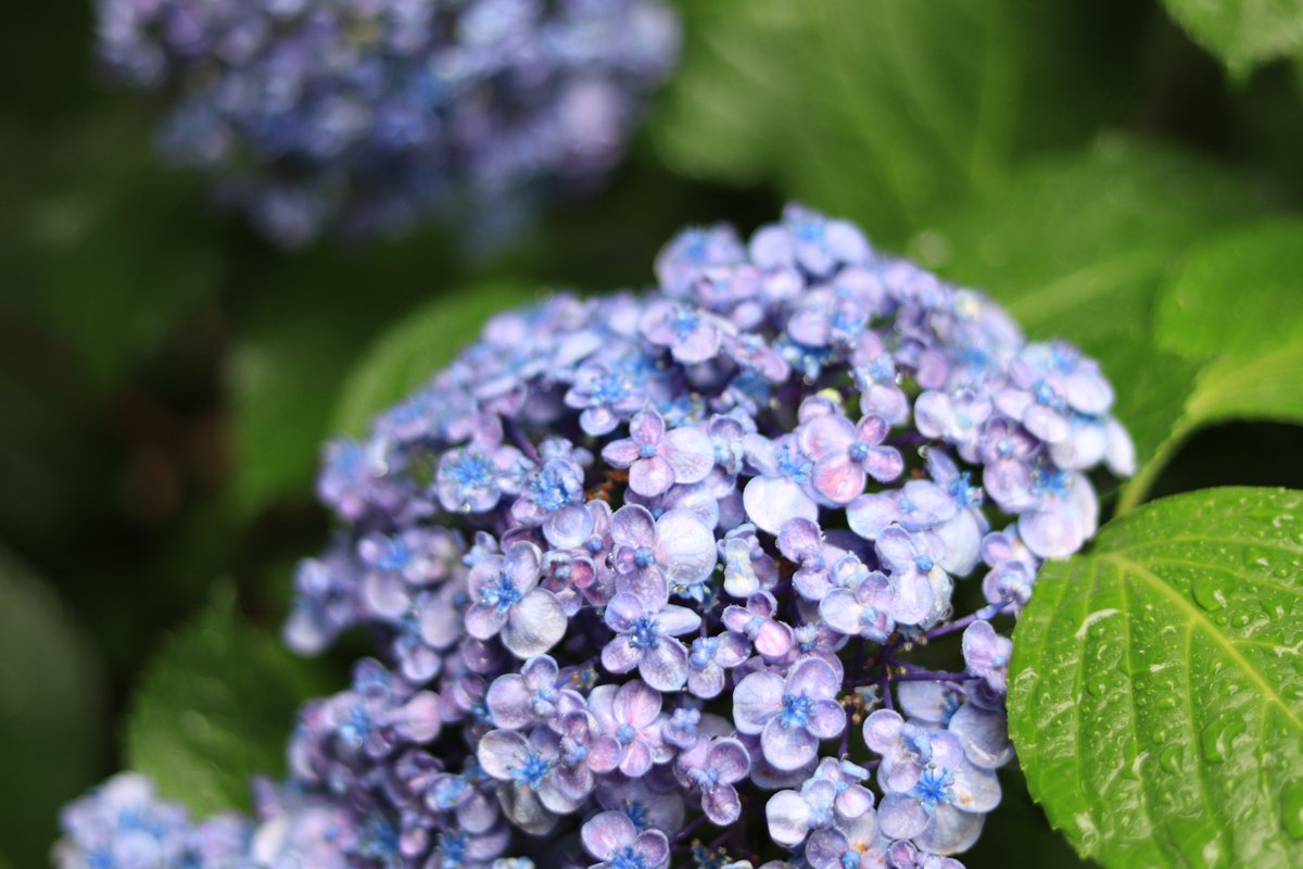 GATTEN's tweet photo. 庭小路に紫陽花が咲き誇る

#ファインダー越しの私の世界 
#紫陽花 https://t.co/5Fl7QRIXvz