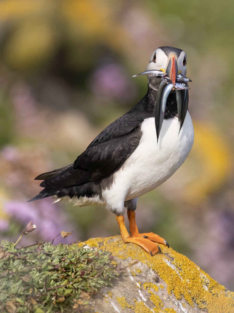 Tiempo de frailecillos 😍