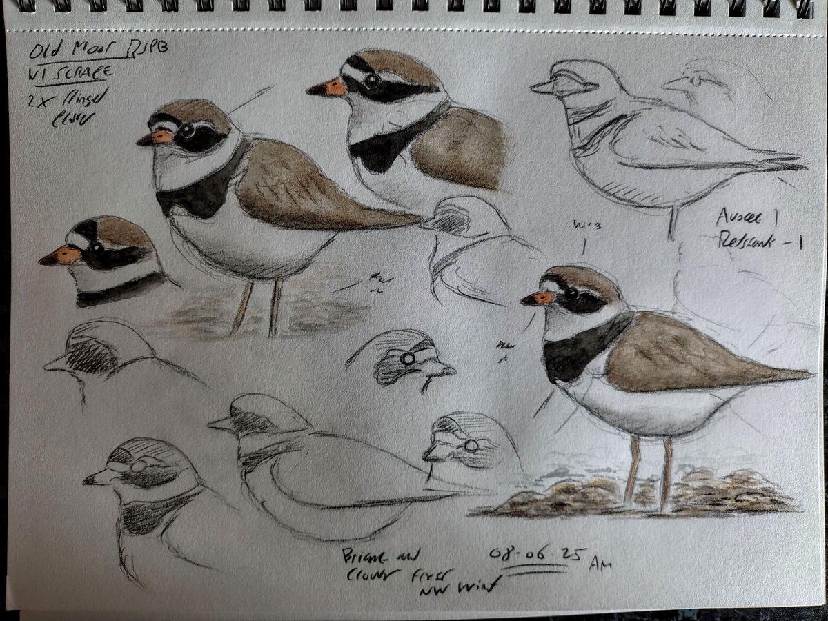 Russell Boland (@russboland) on Twitter photo Field studies of Ringed Plovers <a href="/Barnsleybsg/">Barnsley Birders</a> <a href="/RSPB_OldMoor/">RSPB_OldMoor</a> recently. Great to study them loafing around the islands and not dashing around all over. Watercolor pencil added later. Cheers <a href="/TheDearneValley/">The Dearne Valley</a> <a href="/waderquest/">Wader Quest</a> Field studies of Ringed Plovers <a href="/Barnsleybsg/">Barnsley Birders</a> <a href="/RSPB_OldMoor/">RSPB_OldMoor</a> recently. Great to study them loafing around the islands and not dashing around all over. Watercolor pencil added later. Cheers <a href="/TheDearneValley/">The Dearne Valley</a> <a href="/waderquest/">Wader Quest</a>