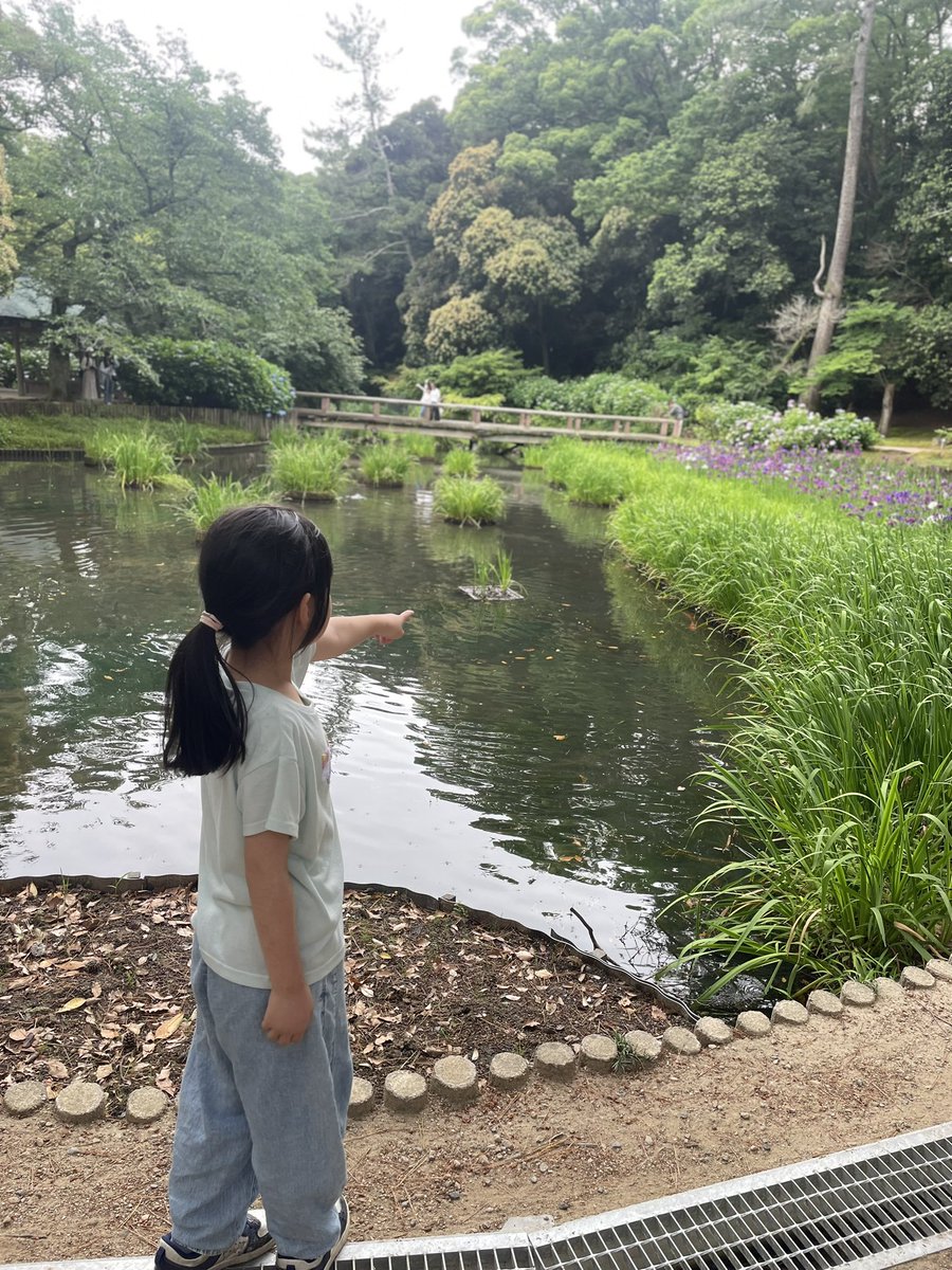 n_m_l_k_tommy's tweet image. 出雲大社の鯉の池
菖蒲がきれいに咲いてた♡

#出雲大社