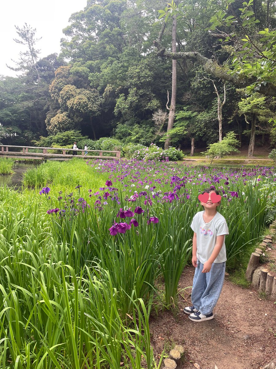 n_m_l_k_tommy's tweet image. 出雲大社の鯉の池
菖蒲がきれいに咲いてた♡

#出雲大社