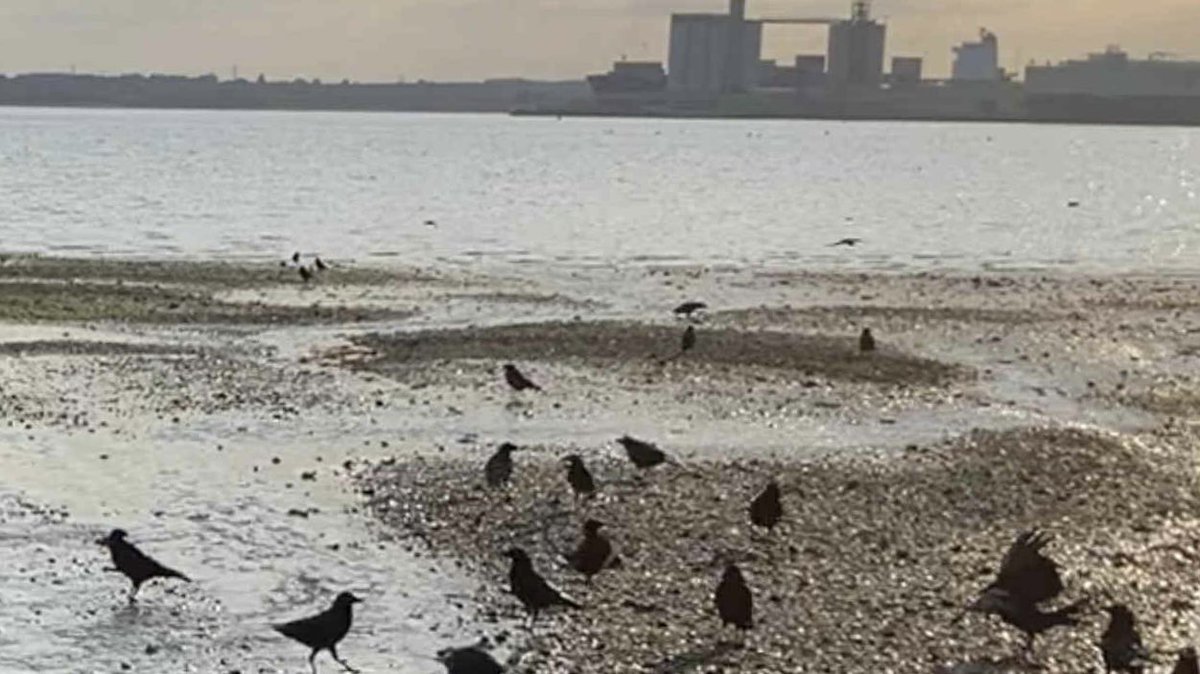 Crows enjoying summer sunshine one evening recently at the shore. #WestonShore #Southampton #crows #corvid