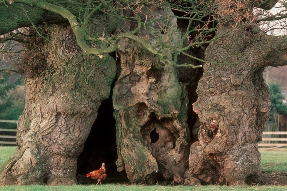 Nothing to see here, just a chicken 

Oh, and the ONE THOUSAND year old Bowthorpe Oak, Lincolnshire

Photo: Ed Parker