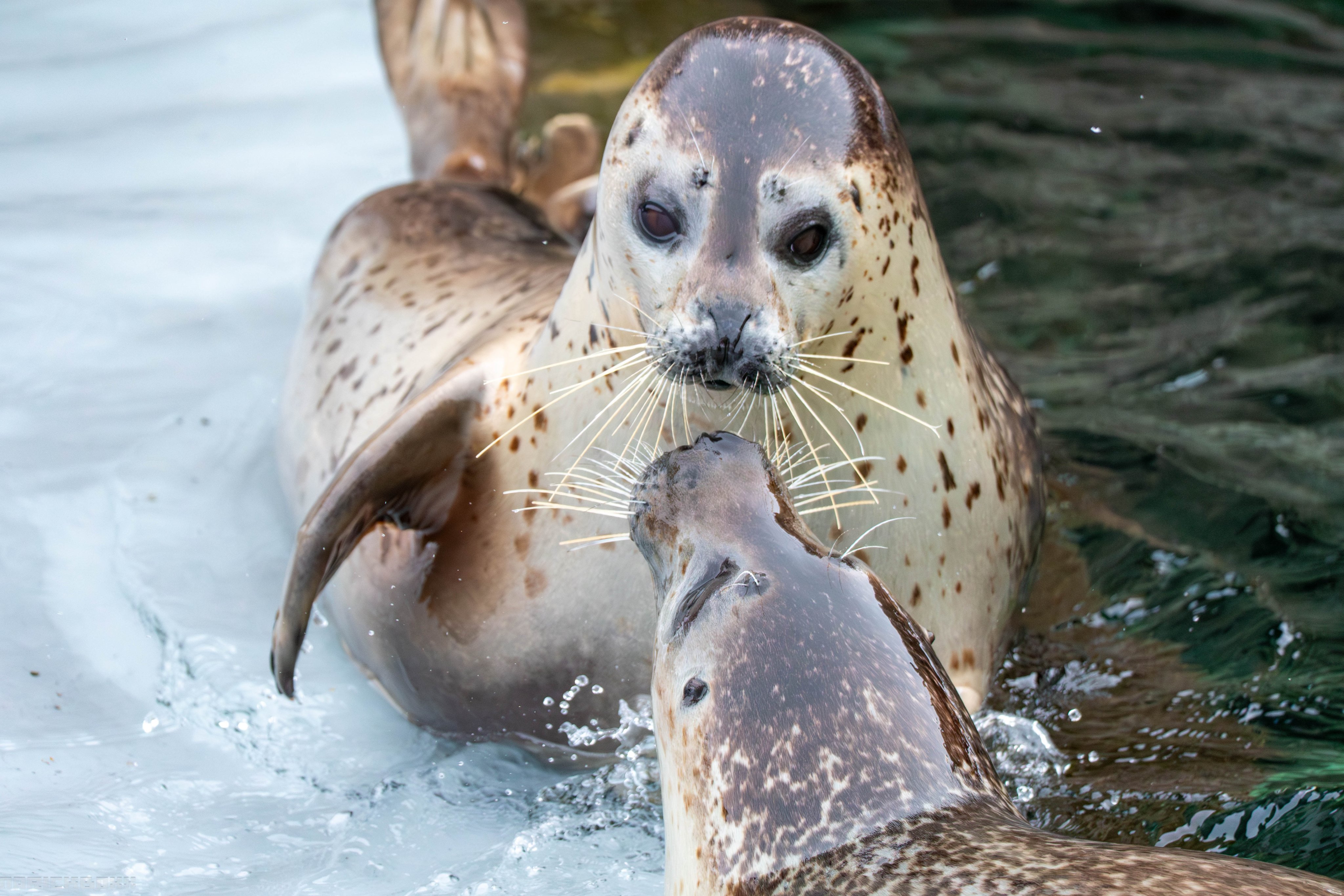 動物園シリーズ 確認用 アザラシ（わとと新商品 : 動物園の一日）