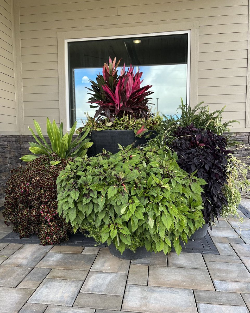 Who needs a red carpet when Madison’s serving this level of lush? 💁‍♀️ From bold greens to pops of pink, this planter is basically a botanical spotlight moment. Big, beautiful, and totally thriving. 🌿💖