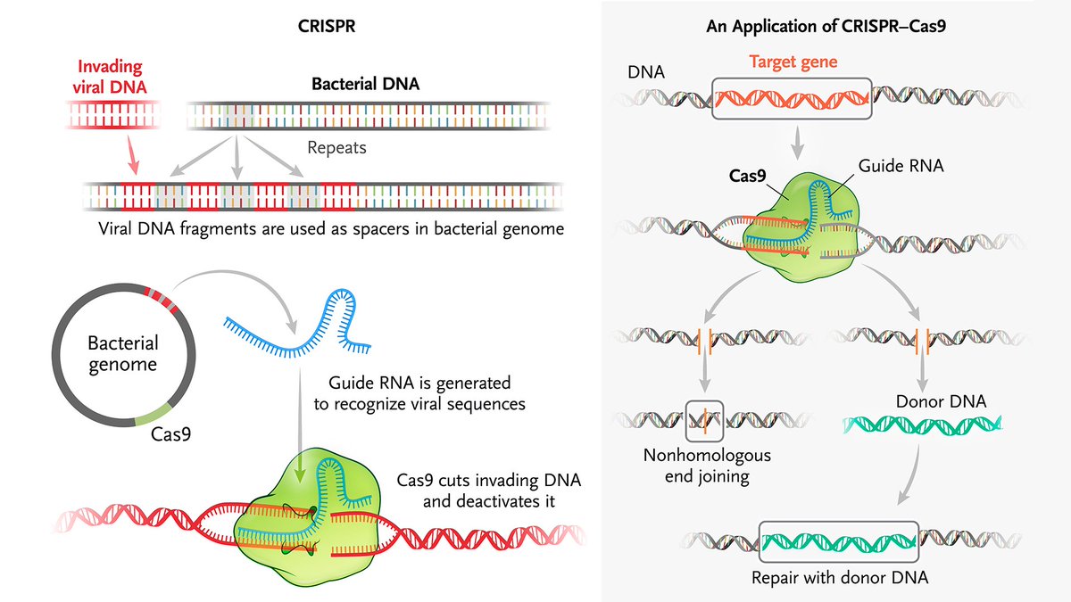 𝐂𝐑𝐈𝐒𝐏𝐑-𝐂𝐚𝐬𝟗 is a process in which clustered regularly interspaced short palindromic repeats (CRISPR) — small remnants of viral DNA from previous viral infection that are embedded in bacterial DNA — generate guide RNAs, which are used together with a DNA-cutting enzyme