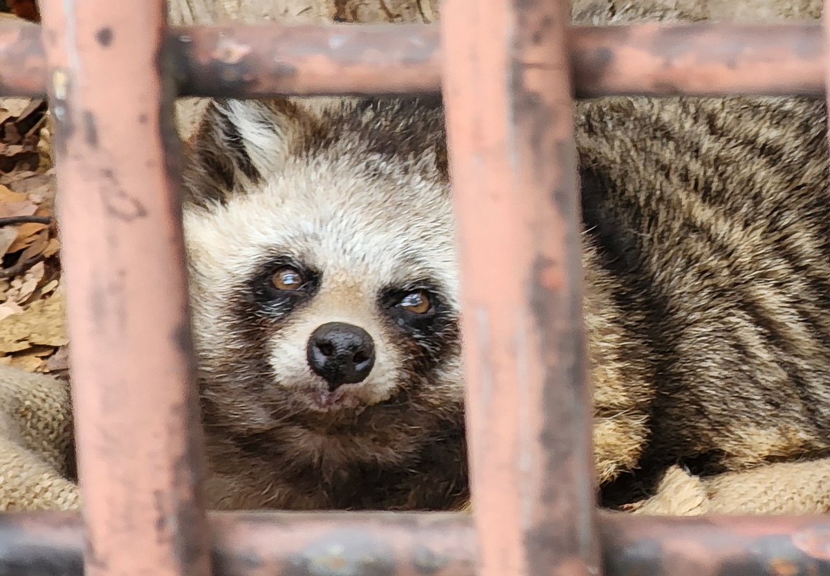 nufflib340's tweet image. 色んな所で撮ったタヌキさんたち
素朴なかわいさ