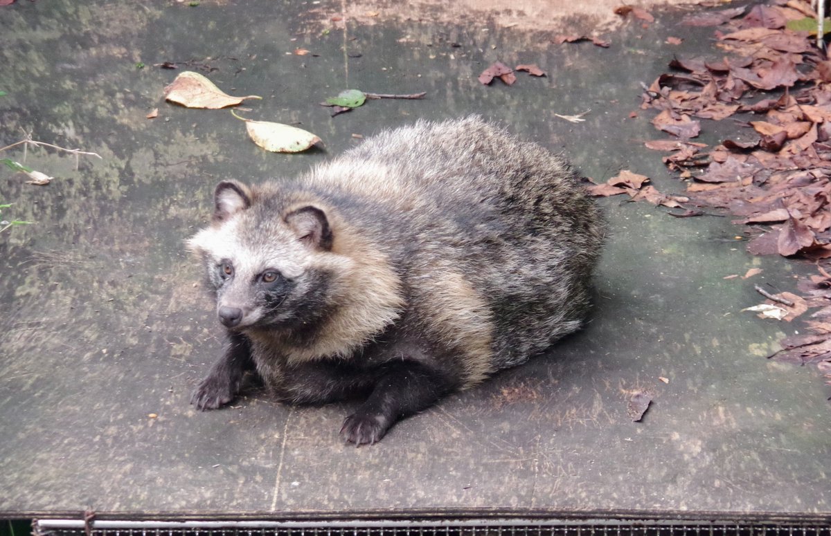 nufflib340's tweet image. 色んな所で撮ったタヌキさんたち
素朴なかわいさ