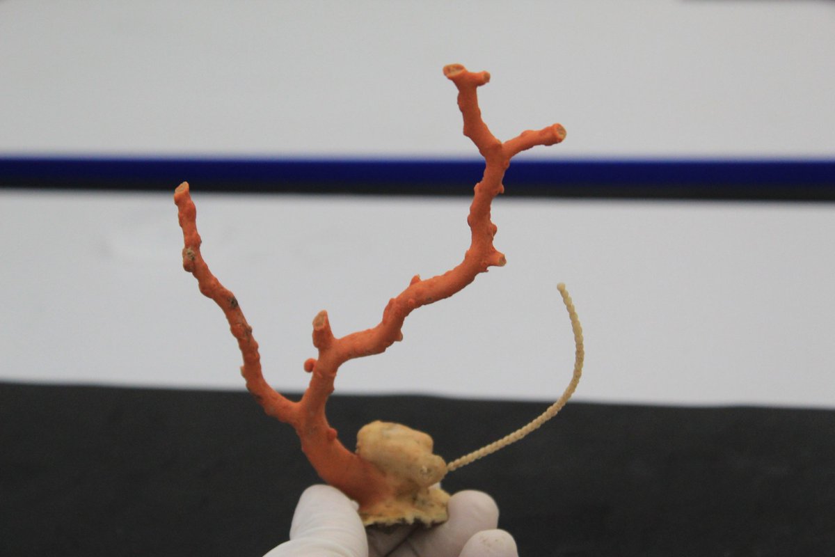 #octocoralfriday #deepsea #corals #Paragorgia #bubblegumcoral #Primnoella