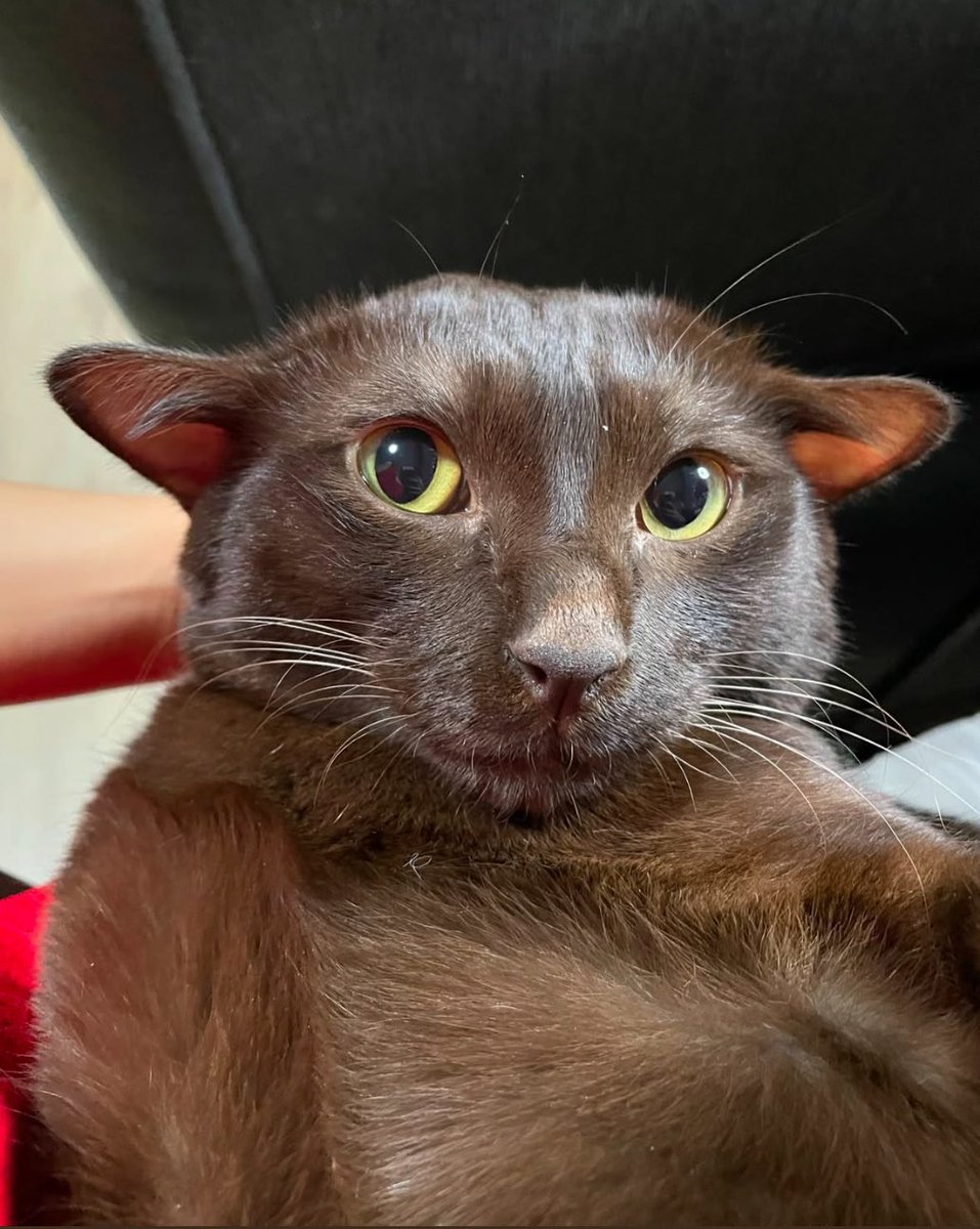 panik_cattack's tweet image. Will master give Dobby a sock?