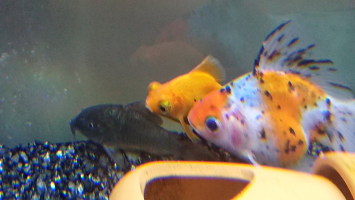 金魚とナマズ