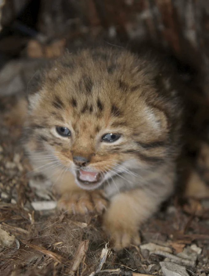 Manul Saturday