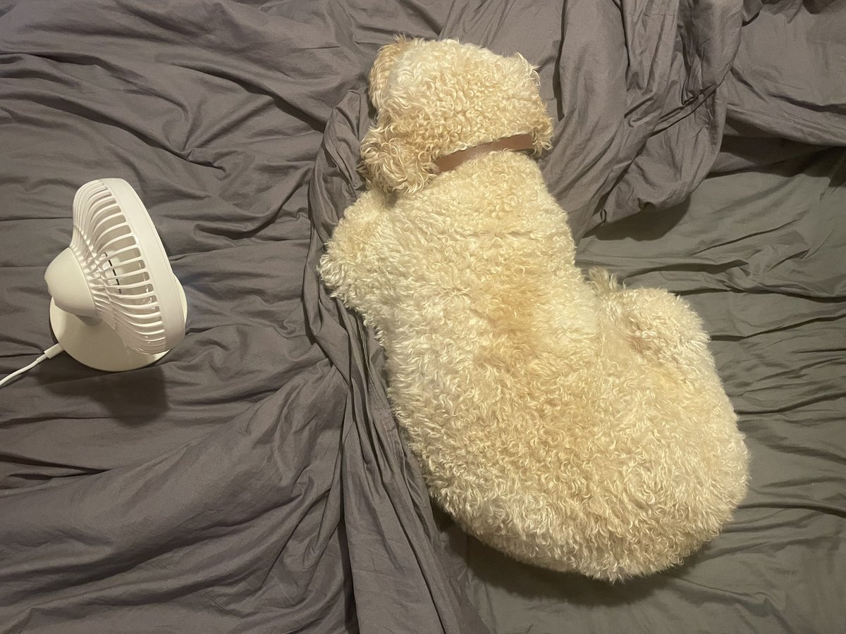 When it’s a bit warm for a doodle and your dad gives you a personal fan #spoilt