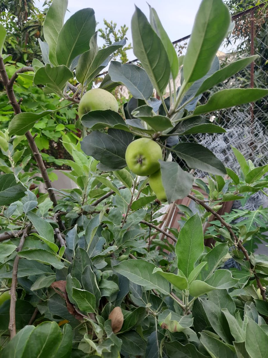 Shambhu18366981's tweet photo. My garden my pride .#Harman99 variety of #apple in #Madhubani #Bihar https://t.co/2nn6qMvIUe