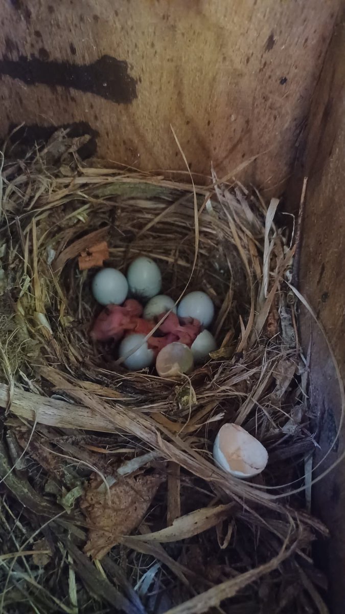 West Midlands Ringing Group tweet media