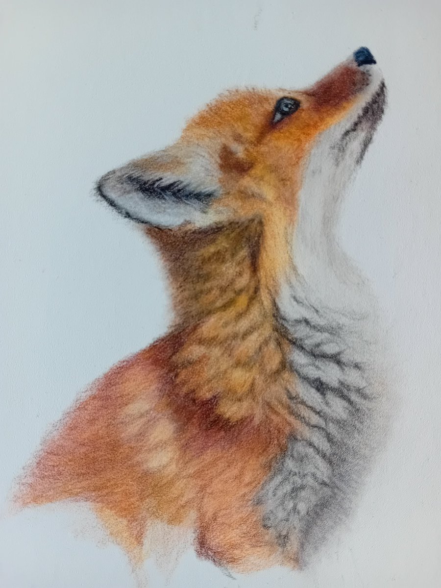 pamadamsart's tweet image. Working on this little fox coloured pencil tutorial by Bonnie Snowdon. So many layers to create the realistic fur 🦊