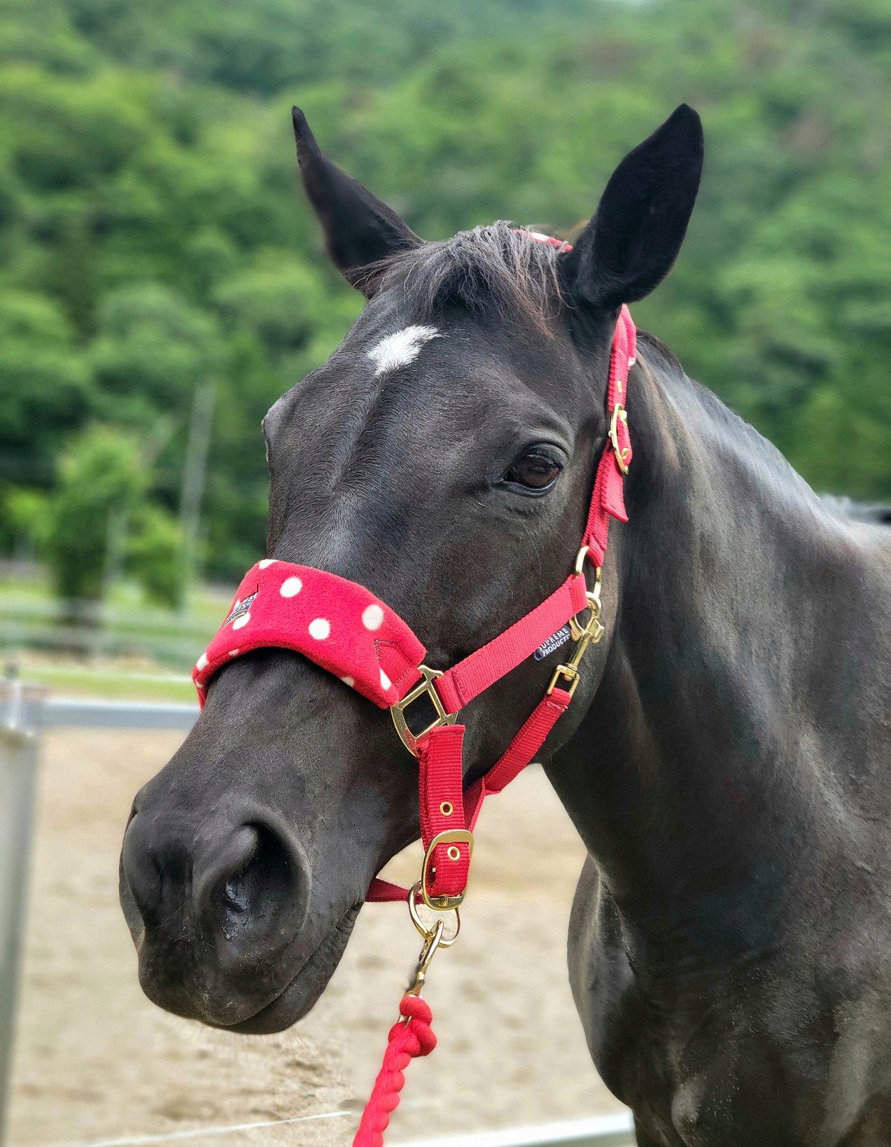 ホットセール スペさん(元競走馬・スペシャルサンクス) on X:  スポーツ選手