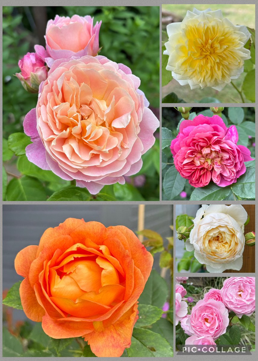 Still lots of #roses for this week’s  #SixonSaturday. Not complaining though! Have a lovely day all 🥀🩷🧡💛🌹#mygarden #GardeningX