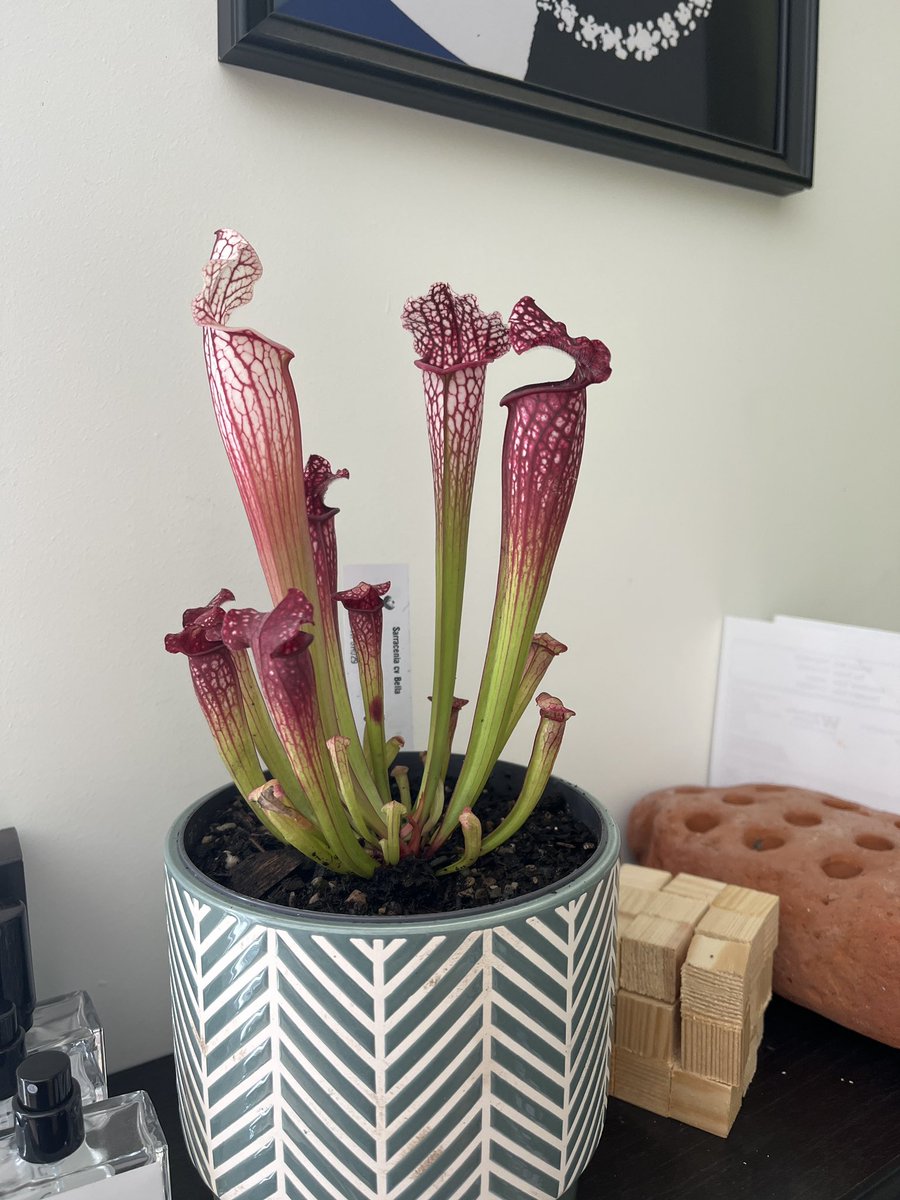 Stuart Yarwood MG (@studlfseeds) on Twitter photo Great day off yesterday at <a href="/GardenersWord/">Gardeners' Word</a> live and bagged a new Pitcher plant for my office. This should keep the flies off my chips. 🤩🪰🍟🌱🌱 Great day off yesterday at <a href="/GardenersWord/">Gardeners' Word</a> live and bagged a new Pitcher plant for my office. This should keep the flies off my chips. 🤩🪰🍟🌱🌱