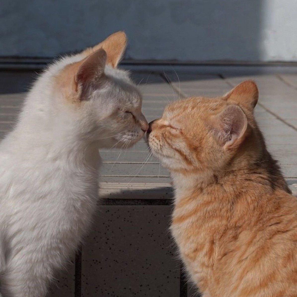 Kitty archives ♡ (@puppierz) on Twitter photo 