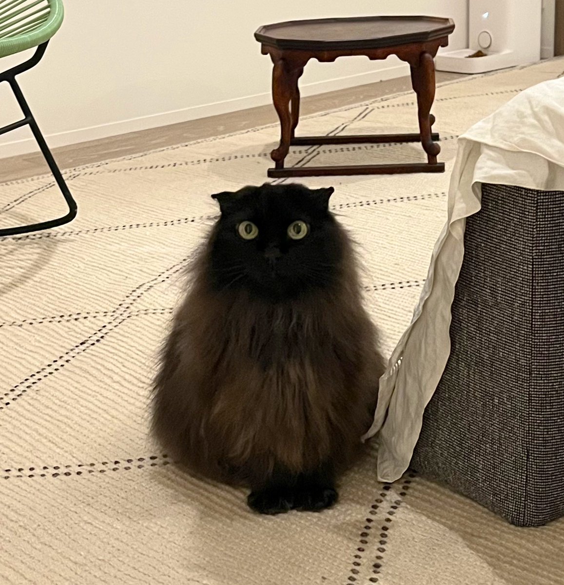 詳細はこちら‼️噂によると、ねこさんTシャツも作ってるらしいよ