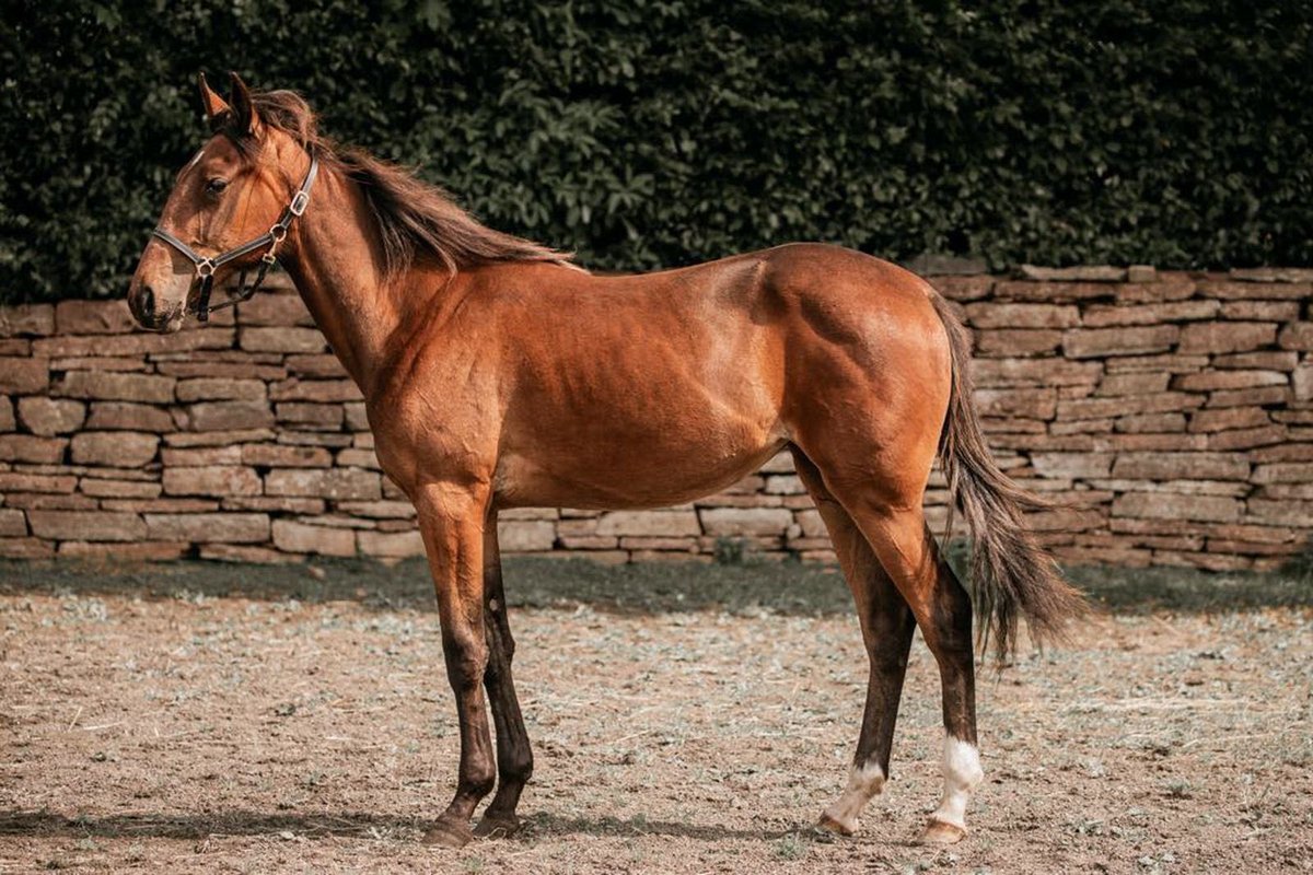 Letar du efter en fin 1-åring finns det nog läge att (tyvärr 😅) göra ett fynd på Travera ikväll!

Där är Serena Wibb till salu och som helsyster till fjolårets vinnare av Breeders’ Crown för tvååringar borde det finnas bra talang.

Missa inte! 
travera.nu/kopa-hast/sere…