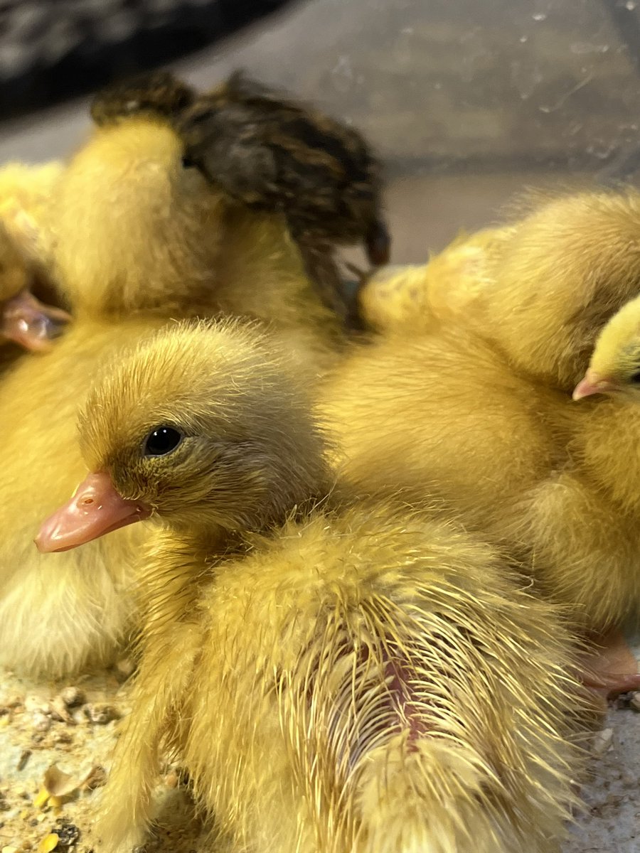 コールダックと、ヒメウズラわちゃわちゃしてます笑
 #コールダック #コーンスネーク #フトアゴ #爬虫類好き #Port