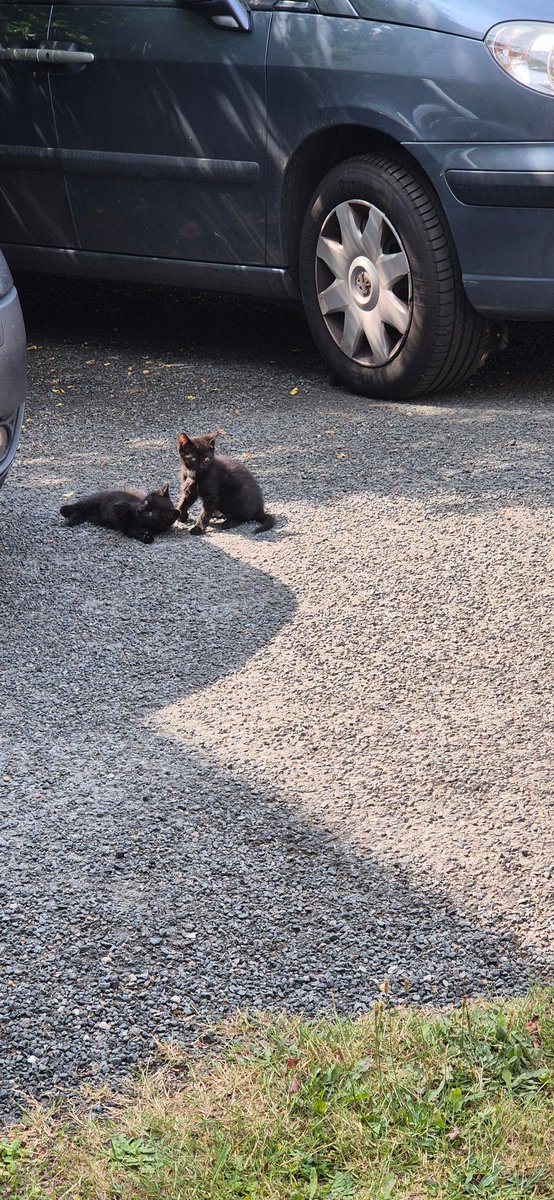2 chatons bientôt sevrés qui devraient prochainement rejoindre leurs maîtres