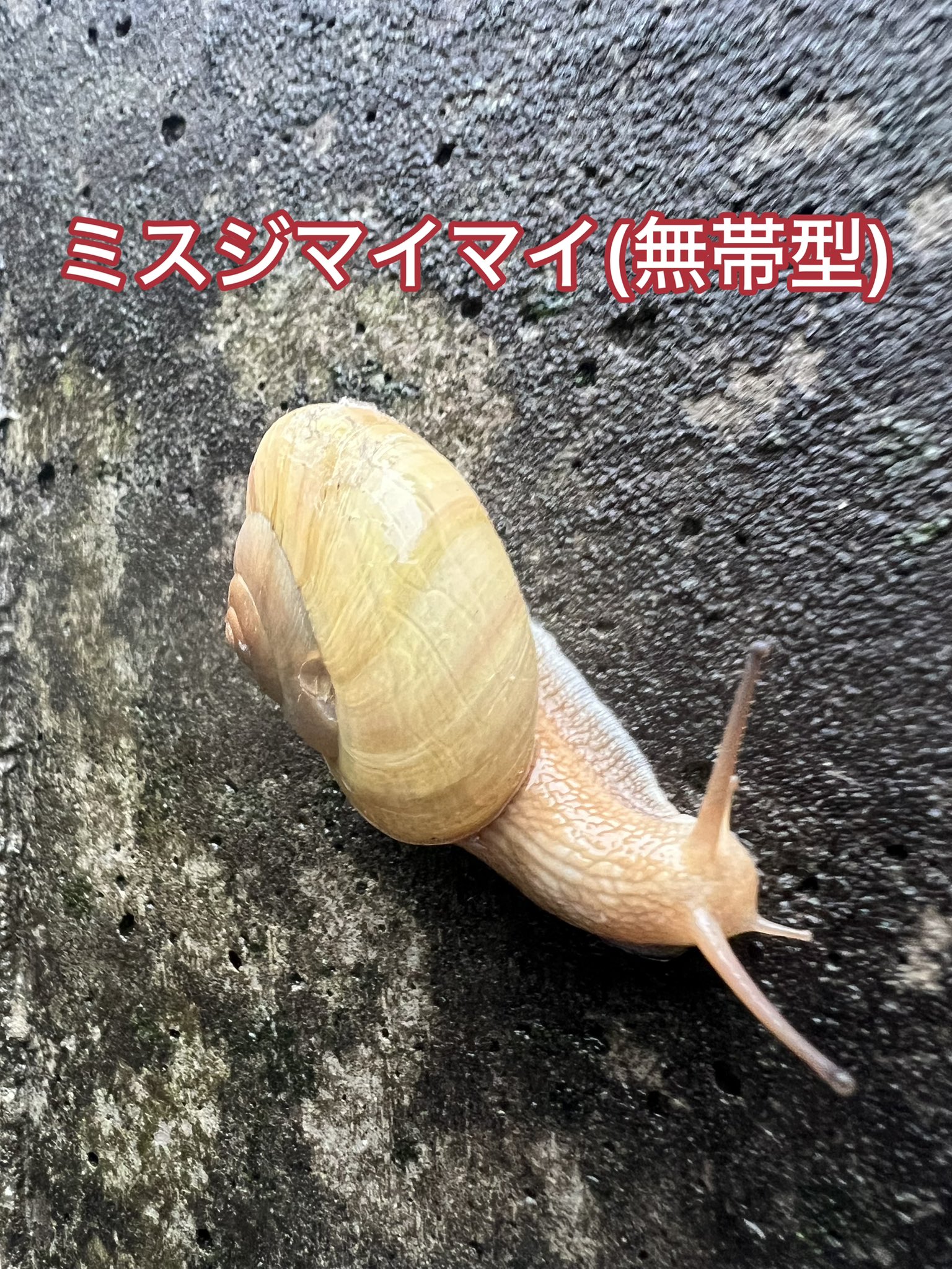 貝標本　中国湖北省のカタツムリ　 レア種 貝標本 ペルーのカタツムリ Quechua olmosensis olmosensis
