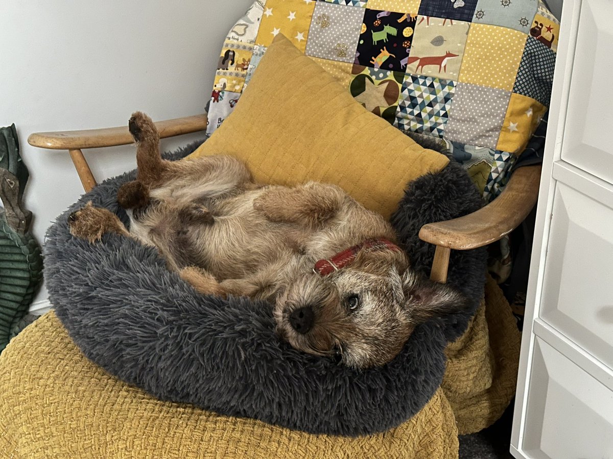 Morning from the donut #btposse sorry we been quiet we been dealing with family stuff. I am doing ok but had tummy troubles past couple months. Vets been good and another change of diet and some tummy pills are helping. Big love to you all 💗