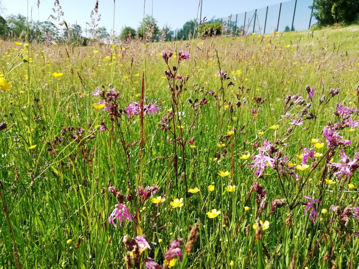 Butterflies, moths &amp; people need #WildSpaces 🌼

Urban areas have seen the abundance of butterflies fall by a dramatic 69% in just 20 years. But we can turn things around!

Help us to create vital habitats in parks &amp; schools today 👉 crowdfunder.co.uk/p/glasgow-wild…

📷: Anthony McCluskey