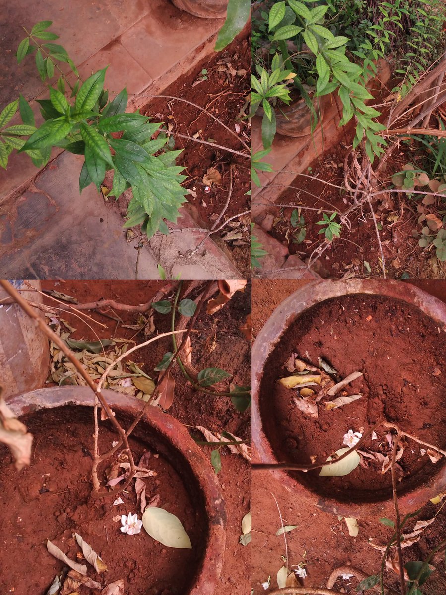 Sweetie (Celebrate Beloved Sushant Everyday ❤️✨) (@sushxrabbit) on Twitter photo I plant yellow bell flower plant and hibiscus plant for <a href="/itsSSR/">Sushant Singh Rajput</a>
The hibiscus plant looks unhealthy 😔😔 everyone pray for it because I have planted it for SSR 💜✨
I will dedicate this flower to Sush it will bloom soon
5years Of Injustice To Sushant
#JusticeForSushantSinghRajput I plant yellow bell flower plant and hibiscus plant for <a href="/itsSSR/">Sushant Singh Rajput</a>
The hibiscus plant looks unhealthy 😔😔 everyone pray for it because I have planted it for SSR 💜✨
I will dedicate this flower to Sush it will bloom soon
5years Of Injustice To Sushant
#JusticeForSushantSinghRajput